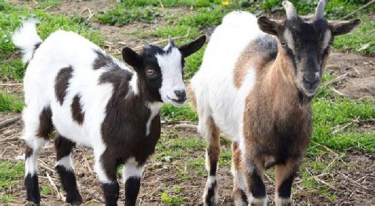 Despiden a director de Zoológico que cocinó a cuatro cabras pigmeas en Año Nuevo.