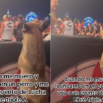 Perrito disfrutando un show de lucha libre se hace viral.